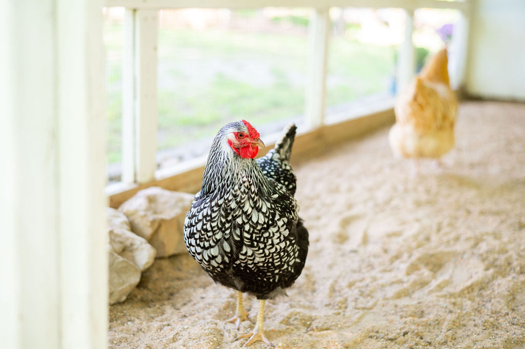 chicken in sand run