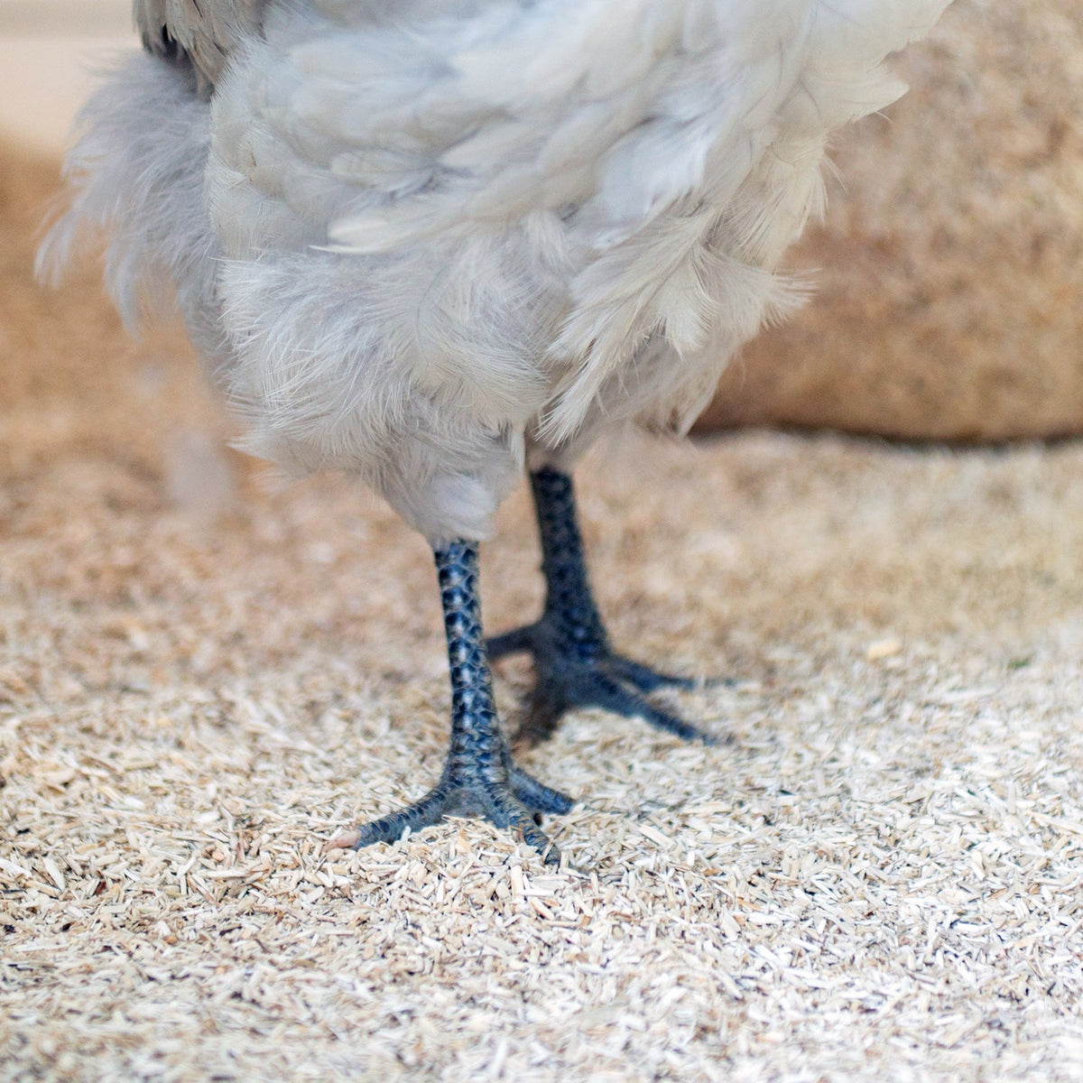 Premium Poultry™ Hemp Bedding