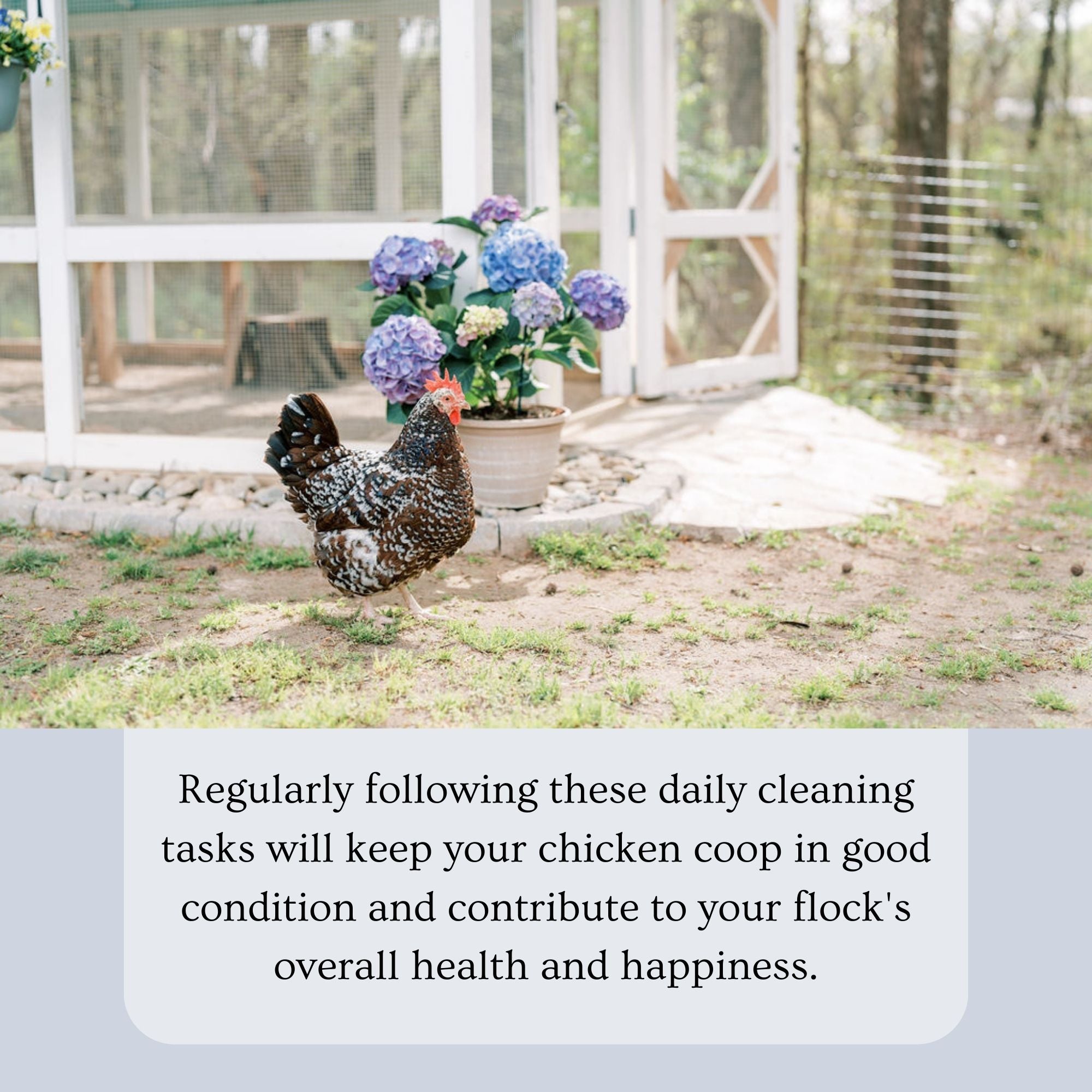 Chicken Coop Cleaning Checklist
