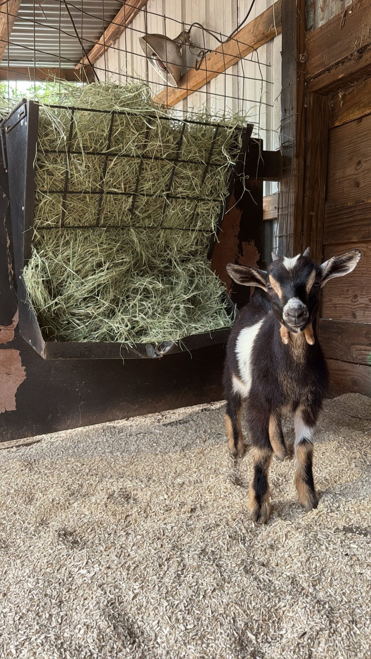 Premium Poultry™ Hemp Bedding