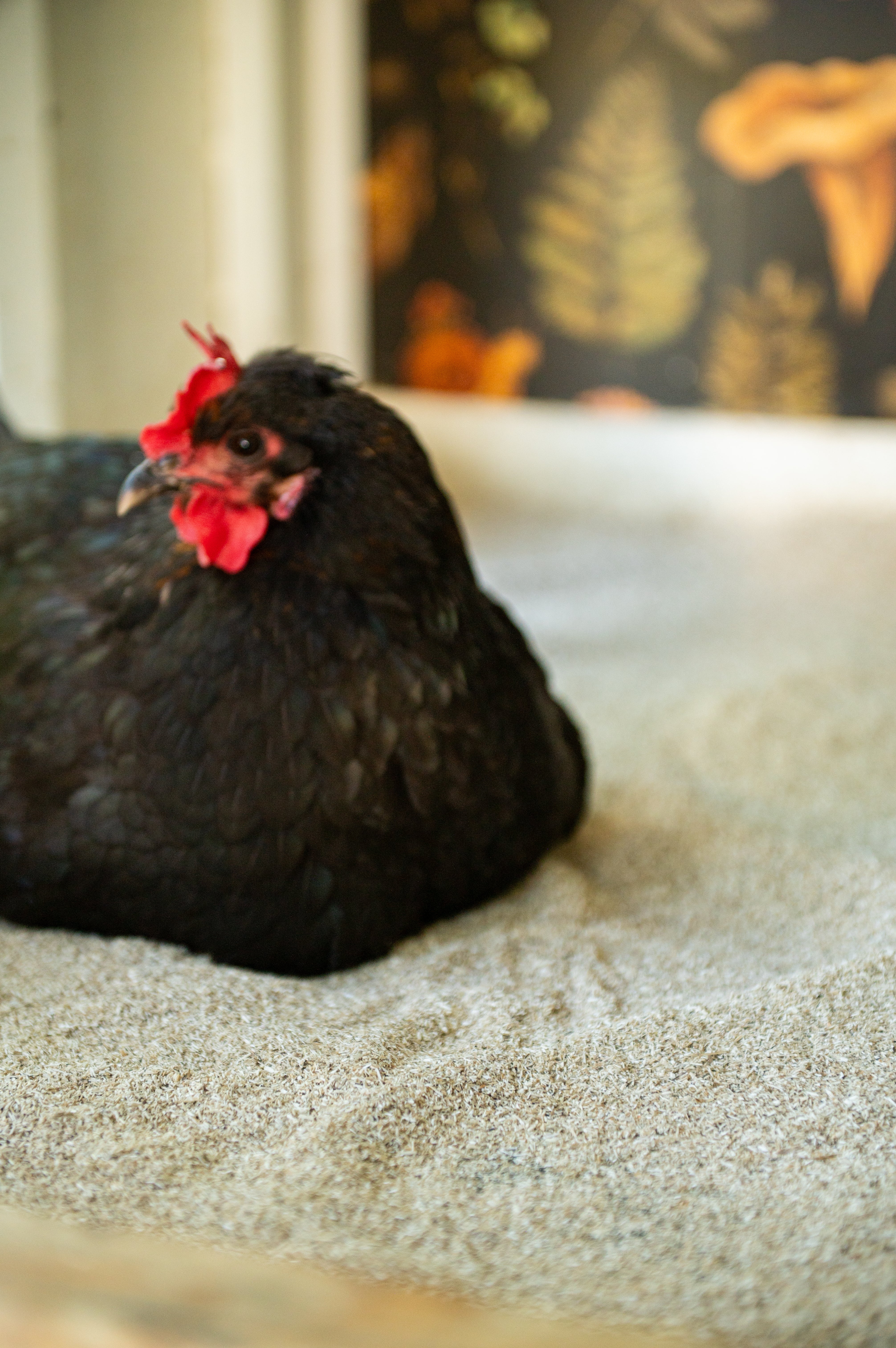 Cozy Coop™ Premium Siftable Hemp Bedding