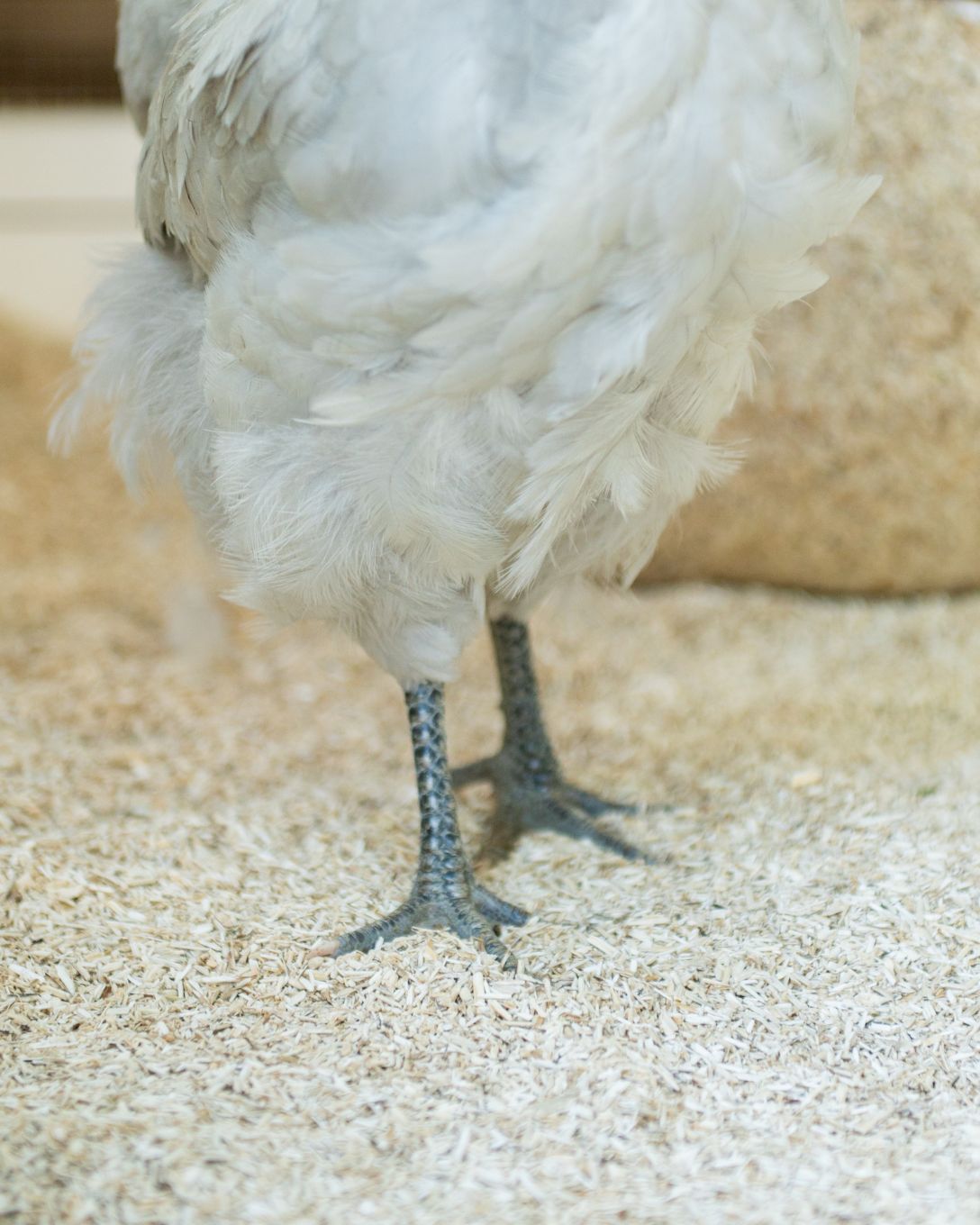 Premium Poultry™ Hemp Bedding