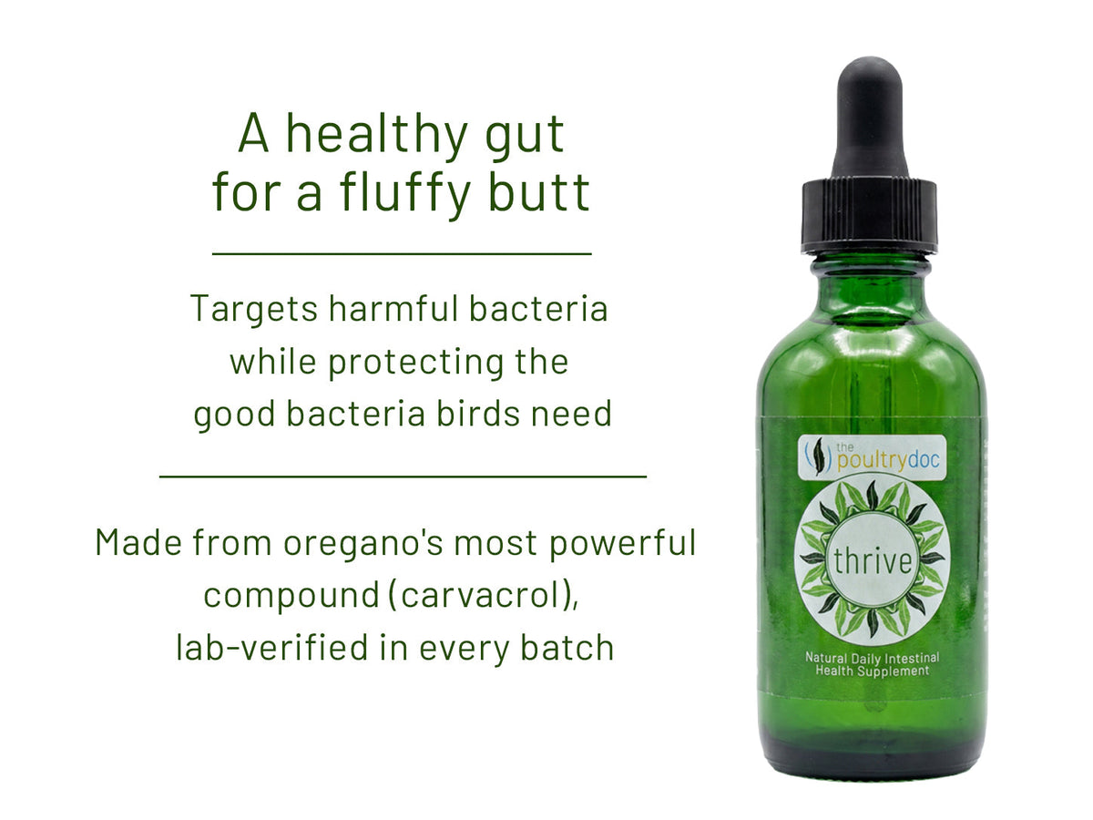 Thrive – Natural Intestinal Support for Backyard Flocks