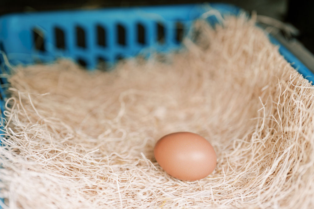 Pumpkins for Chickens: Carving Fun & Dewormer Myth Busted
