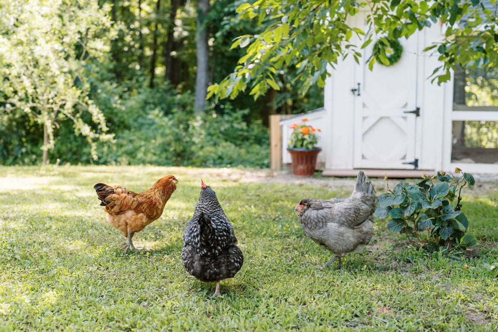 chickens walking in backyard by coop