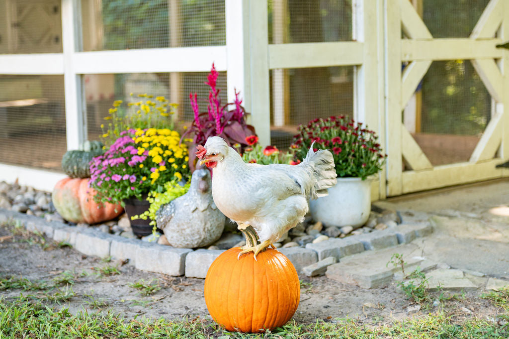 Pumpkins for Chickens: Carving Fun & Dewormer Myth Busted