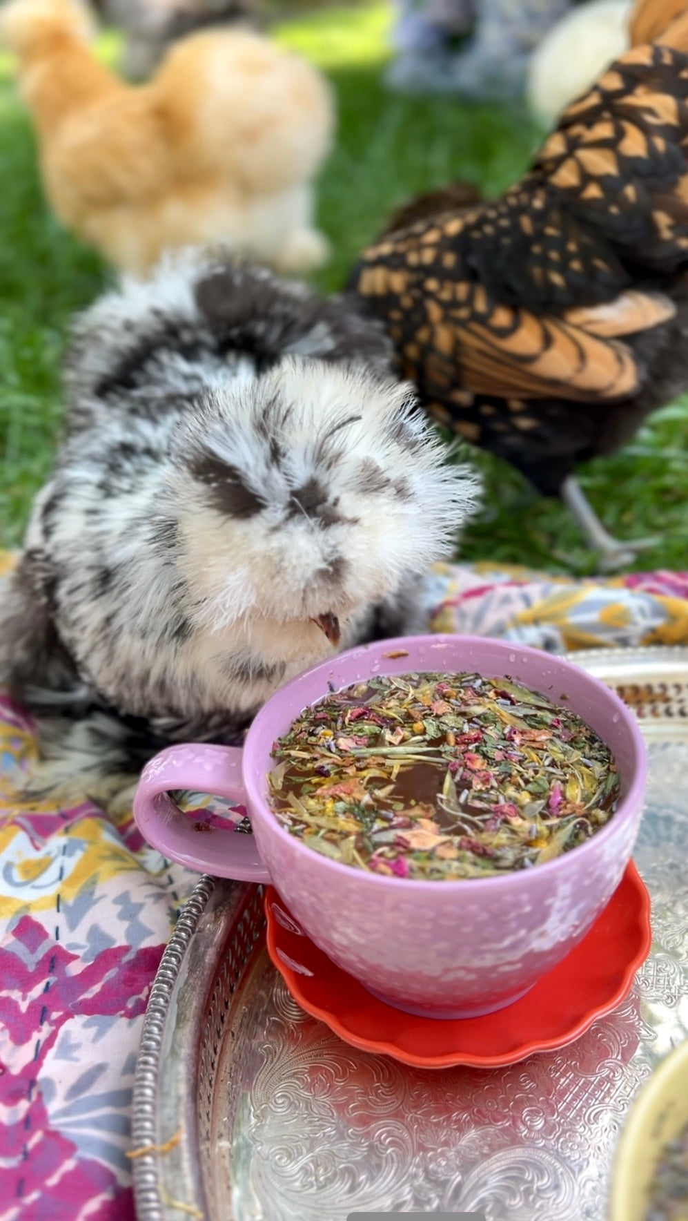 Coop Clucktail®