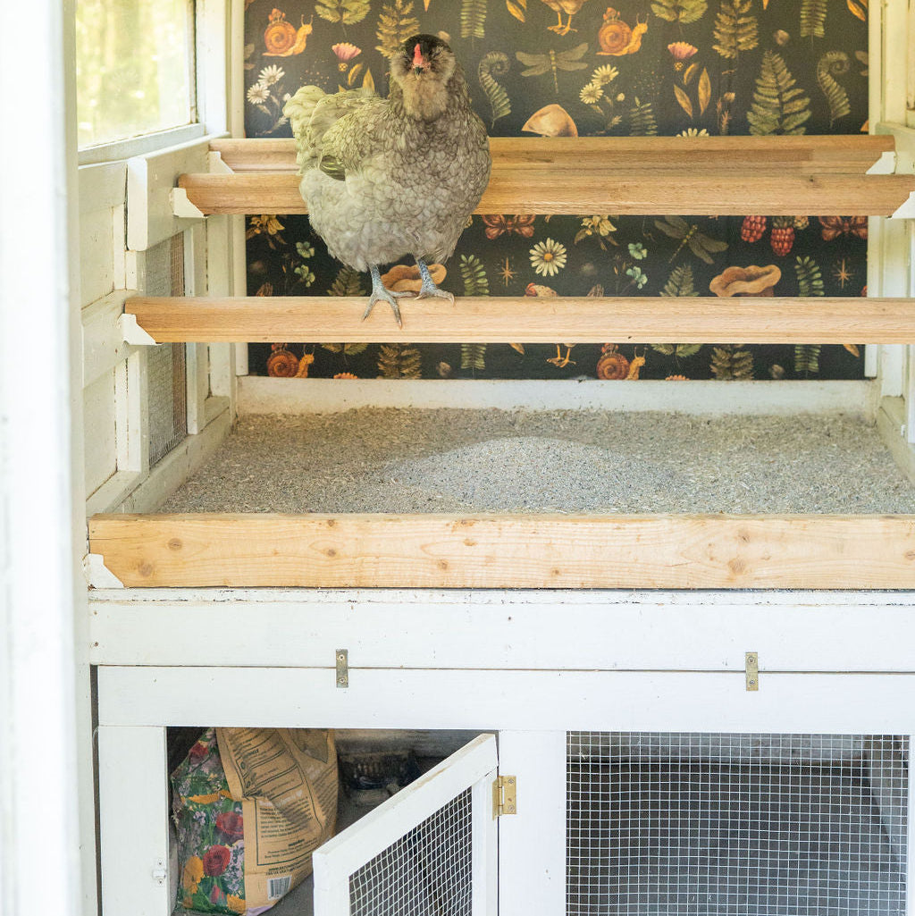 FREE Coop Litter Shelf & Storage Area Building Plans